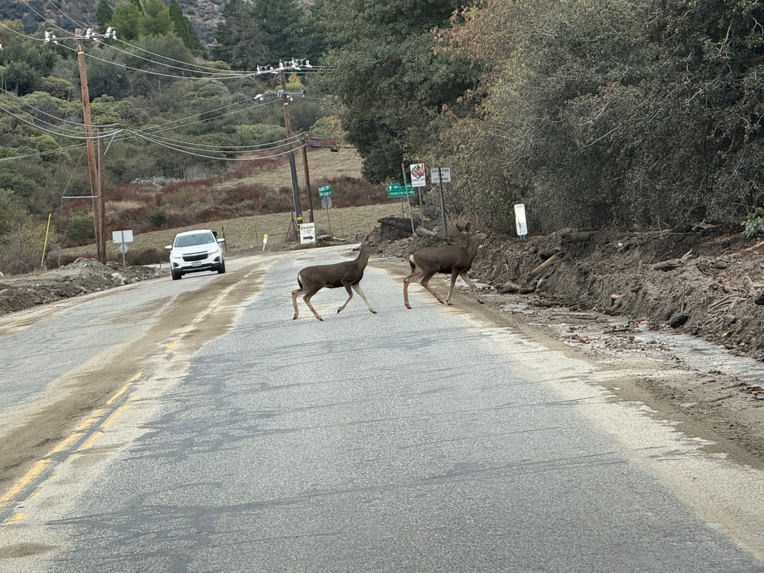 A Magical Weekend With Tina’s Tiny Things: Two Vendor Events, Two Incredible Communities